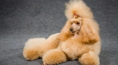 Poodle